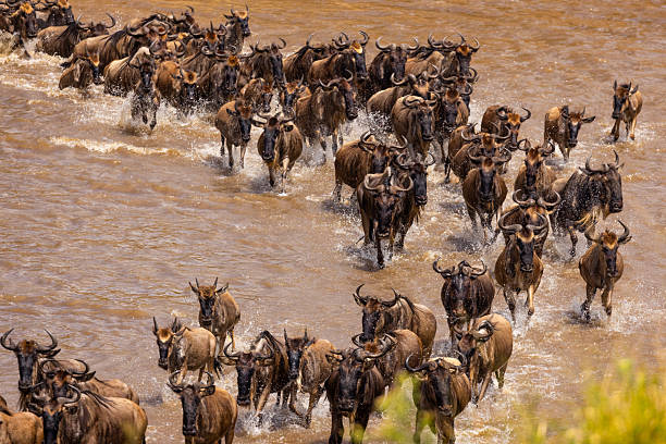 Serengeti 2 Days 1 Night Safari Package