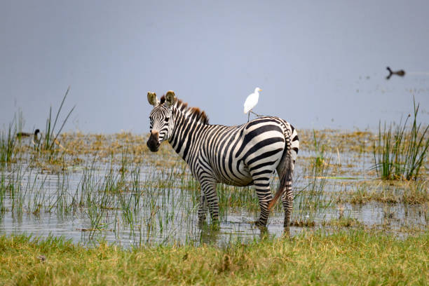 Ngorongoro Crater